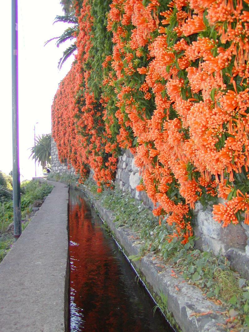 Vila Marta Funchal (Madeira) Exterior foto